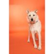 Savage #24 Seamless Background Paper (107  x 36 ) - Orange Online Hot Sale